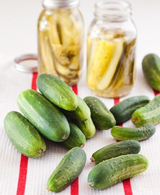 Boston Pickling Cucumber